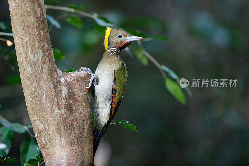 啄木鸟:成年雌性大黄颈雀(Chrysophlegma flavinucha)